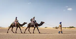 Caravan with dromedaries (Camelus dromedarius)