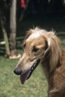 Caravan hound, Mudhol Hound Indian breed of dog