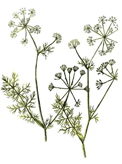 Caraway (Carum carvi), Historic