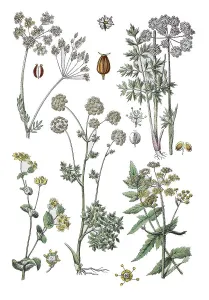 Caraway, meadow caraway or common caraway