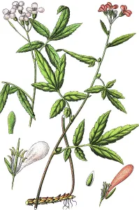 Cardamine or Bittercress (Cardamine heptaphylla)