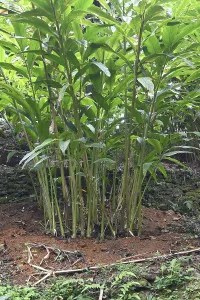 Cardamom (Elettaria cardamomum), Kerala, India