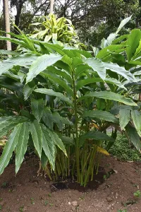 Cardamom (Elettaria cardamomum), Kerala, India