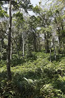 Cardamom plantation, Cardamom Hills