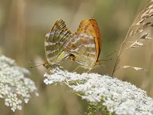 Cardinal butterflies (Argynnis pandora)