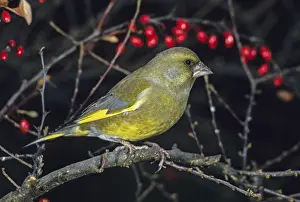 Carduelis chloris, chloris chloris