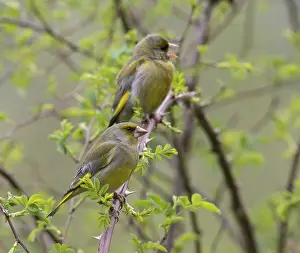 Carduelis chloris, chloris chloris