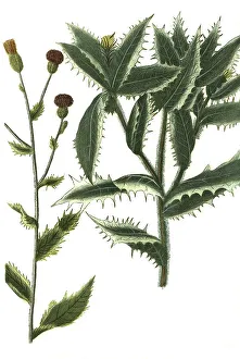Carduus avenaceus, benedictus, Haber's thistle