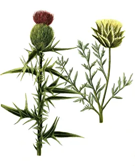 Carduus lanceolatus, Cardus monte lupi