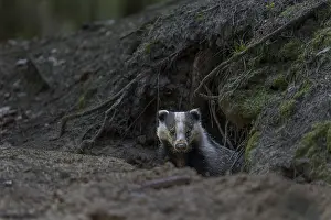 Carefully and slowly a badger (Meles meles) slips out of its den