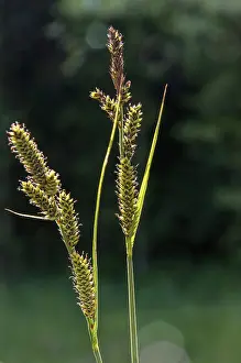 Carex Hartmanii, Carex Hartmaniorum
