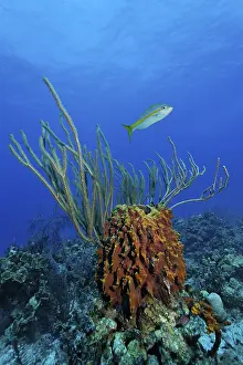 Caribbean barrel sponge (Xestospongia muta)