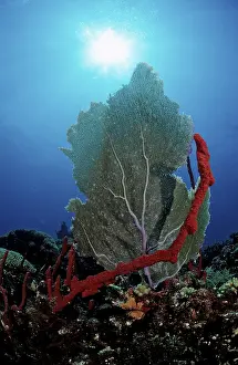 Caribbean coral reef, Punta Cana