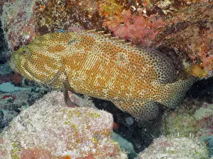 Category Coral Reefs DE Prints: Caribbean grouper (Cephalopholis cruentata)