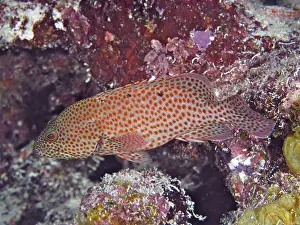 Caribbean grouper (Cephalopholis cruentata)