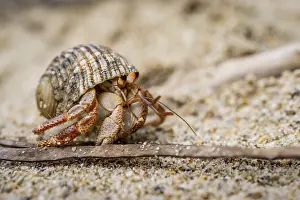 Caribbean hermit crab (Coenobita clypeatus)