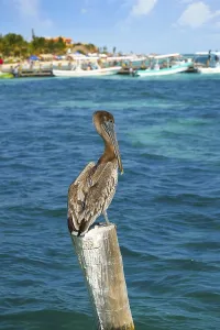 Caribbean Pelican on a beach pole in Mexico Riviera Maya