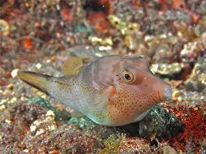 Caribbean pointed pufferfish (Canthigaster rostrata)