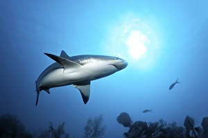 Caribbean reef shark (Carcharhinus perezi)