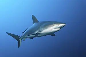 Caribbean reef shark (Carcharhinus perezi)