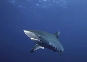 Caribbean Reef Shark (Carcharhinus perezi)
