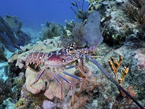 Caribbean spiny crayfish (Panulirus argus)