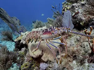Framed Print : Caribbean spiny crayfish (Panulirus argus)