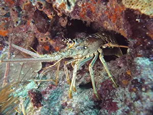 A Caribbean spiny crayfish (Panulirus argus) hides in a cave on the seabed
