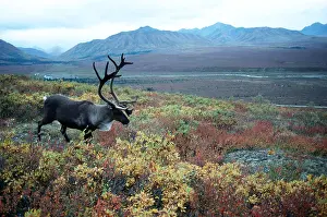 Caribou bull in autumn, Denali national park