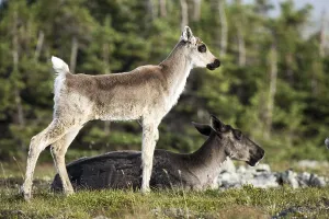 Caribou, female with young, Mount Jacques Cartier