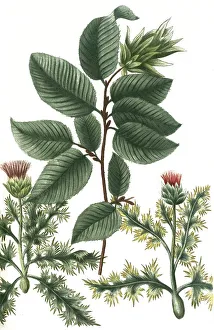 Carlina minor, minor foliis pictis