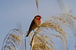 Carmine Finch (Carpodacus erythrinus)