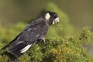 Carnaby's Black Cockatoo (Calyptorhynchus latirostris)