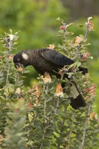Carnaby's black cockatoo (Calyptorhynchus latirostris)