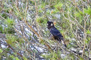Carnaby's Black Cockatoo (Zanda latirostris)