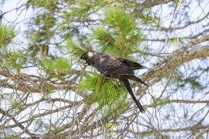 Carnaby's Black Cockatoo (Zanda latirostris)
