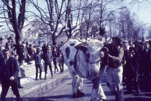 Carnival parade, carnival, cow