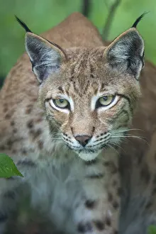 Carnivora, Eurasian lynx, felis lynx