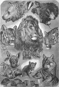 Carnivores, carnivorous beasts of prey