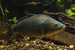 Carp, Cyprinus carpio, carp, fish