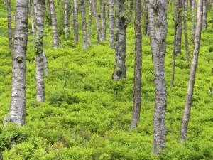 Carpathian birch forest (Betula pubescens)