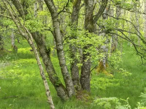 Carpathian birch forest (Betula pubescens)