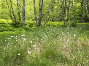 Carpathian birch forest (Betula pubescens)
