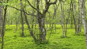 Carpathian birch forest (Betula pubescens)