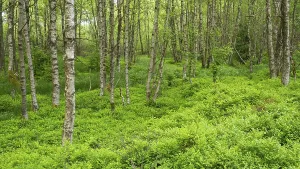 Carpathian birch forest (Betula pubescens)