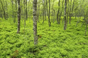 Carpathian birch forest (Betula pubescens)
