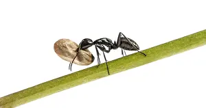 Carpenter ant, Camponotus vagus, carrying an egg