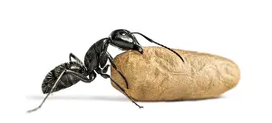 Carpenter ant, Camponotus vagus, carrying an egg