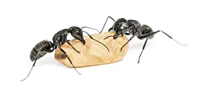Two Carpenter ants, Camponotus vagus