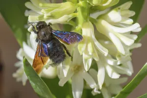 Carpenter Bee (Xylocopa) on a hyacinth flower